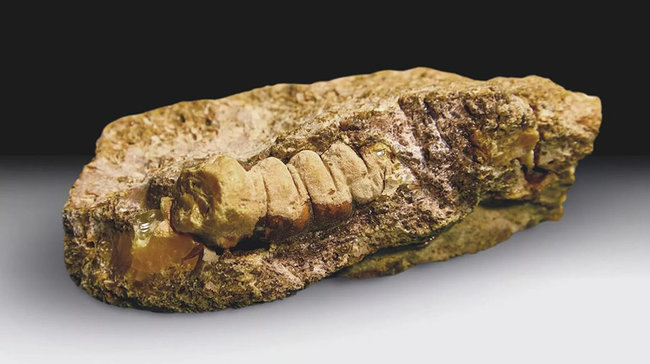 В Калининграде нашли уникальный янтарь возрастом 30-50 млн лет в форме личинки жука